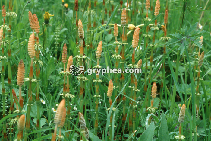 Prêle des bois - axes fertiles avec leurs strobiles (Equisetum sylvaticum) - gryphea.com